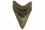 Fossil Megalodon Tooth - Georgia #329844-1